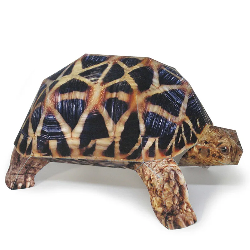 Art And Craft Nature - Modèle de tortue étoile indienne en