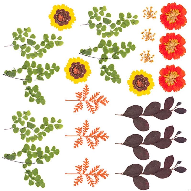Fleur pressée séchée pour moul - Art Craft With Leaves avis et prix
