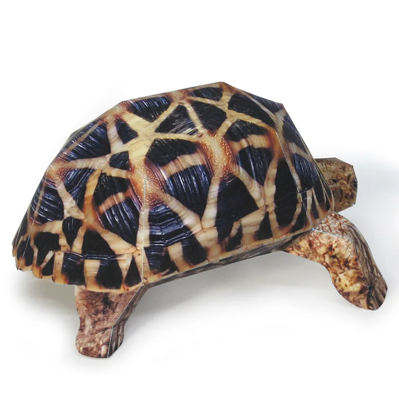 Modèle de tortue étoile indien - Art And Craft Nature avis et prix